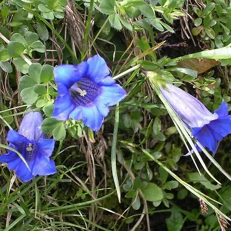 Garni Alpina 3* Damuels